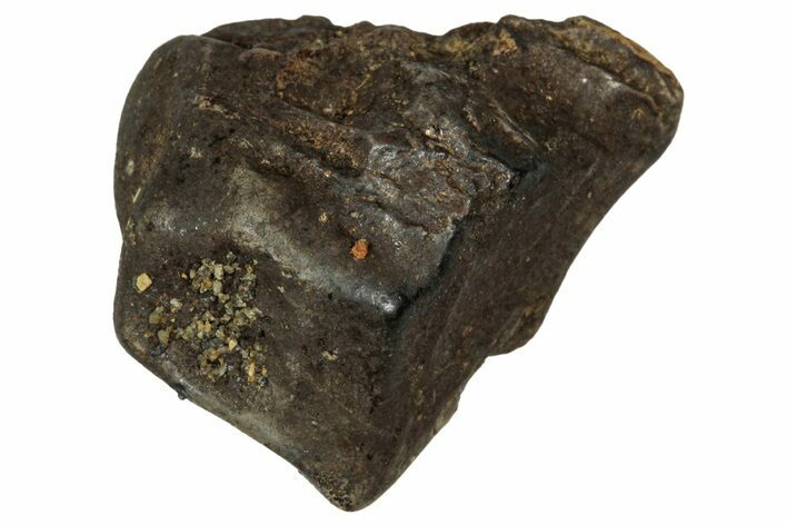 Fossil Dinosaur (Triceratops) Shed Tooth - Montana #339765